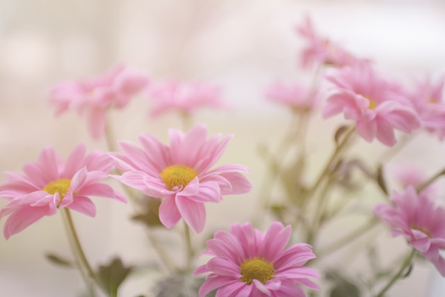 Huishoudens kiezen kunstbloemen